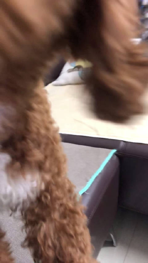 我和我的狗娃 像一陣哄一般的菲菲...